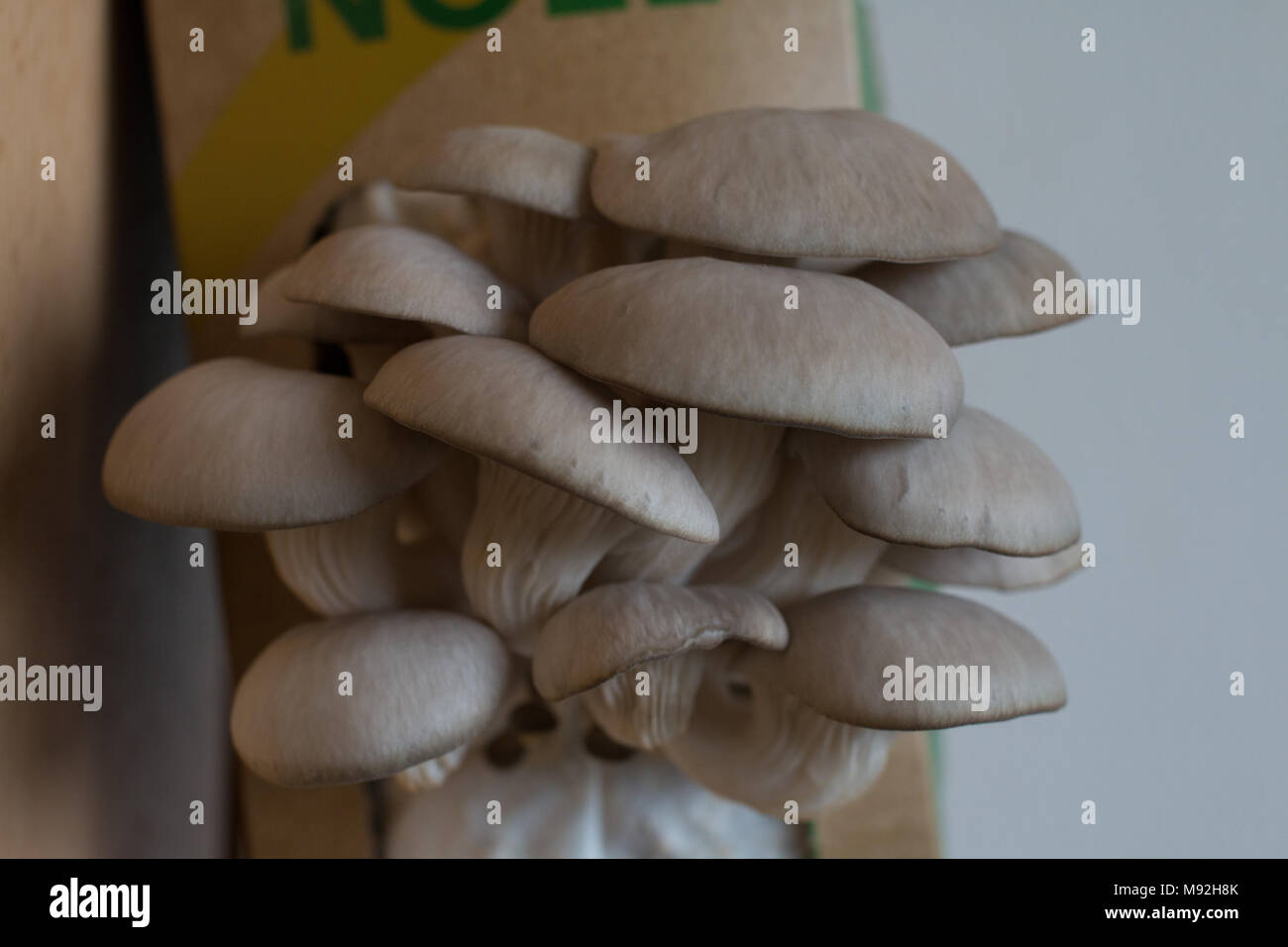 'La Boîte à Champignons', oyster mushroom growing kit by French compagny UpCycle Stock Photo