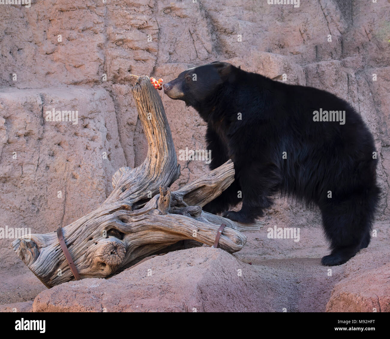 Black Bear Arizona Sonora Desert Museum Stock Photo - Alamy