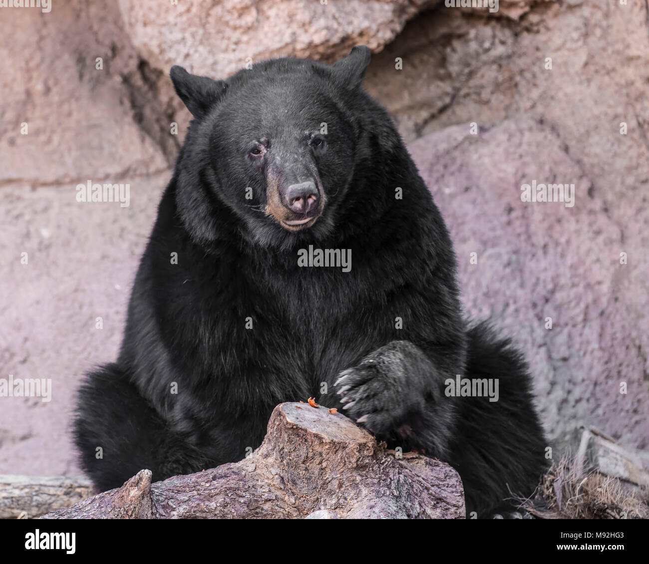 Black Bear Arizona Sonora Desert Museum Stock Photo - Alamy