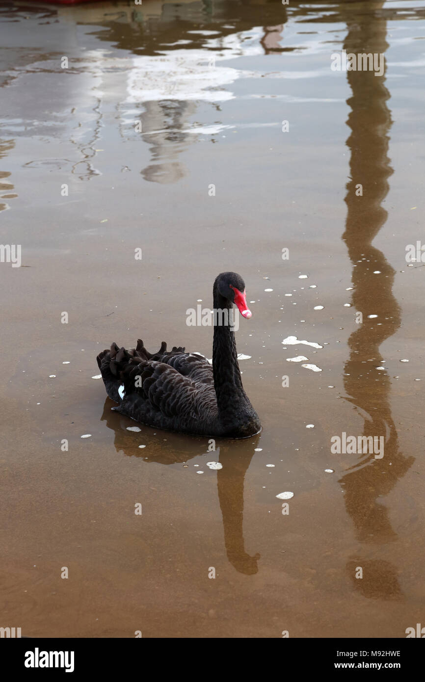 Black swan (Cygnus atratus) on the River Exe, Topsham, Devon, UK. Stock Photo