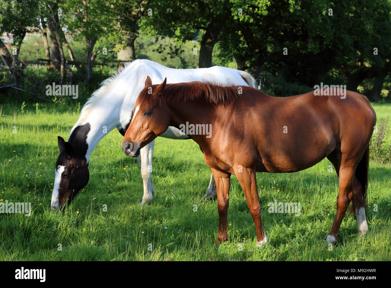 Chestnut and skewbald horses in a field in Devon, England, UK. Stock Photo