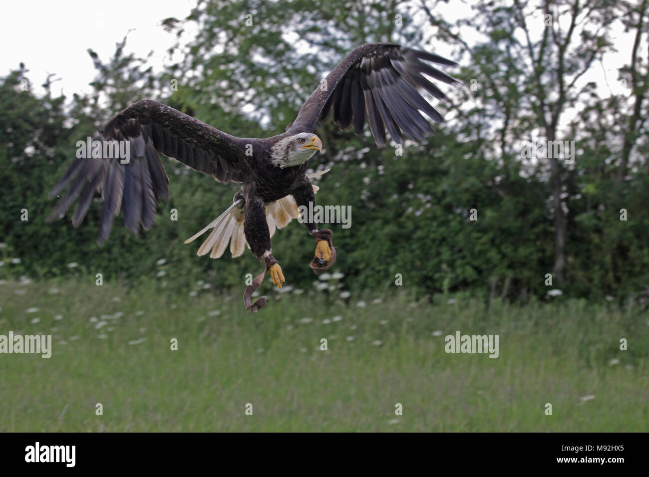 Captive juvenile bald eagle (Haliaeetus leucocephalus), Bedfordshire