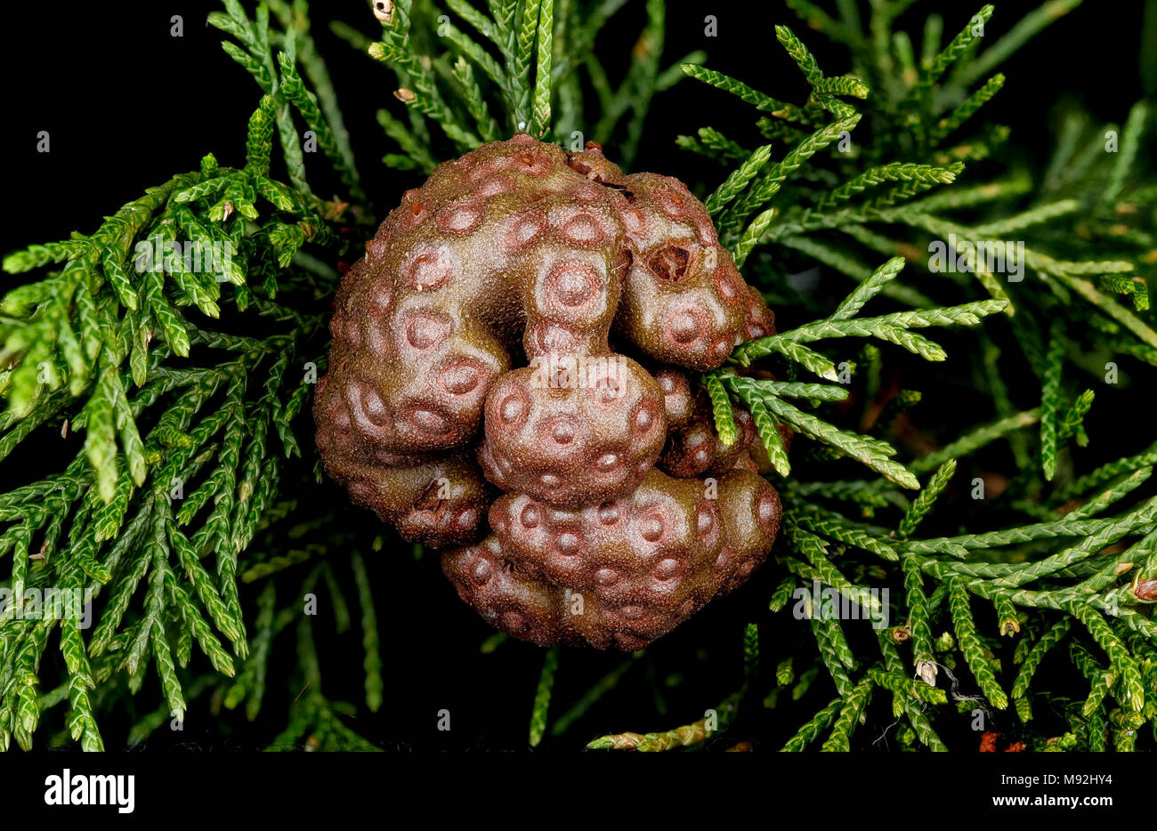 Gymnosporangium juniperi-virginianae, Maryland, Upper Marlboro Stock Photo