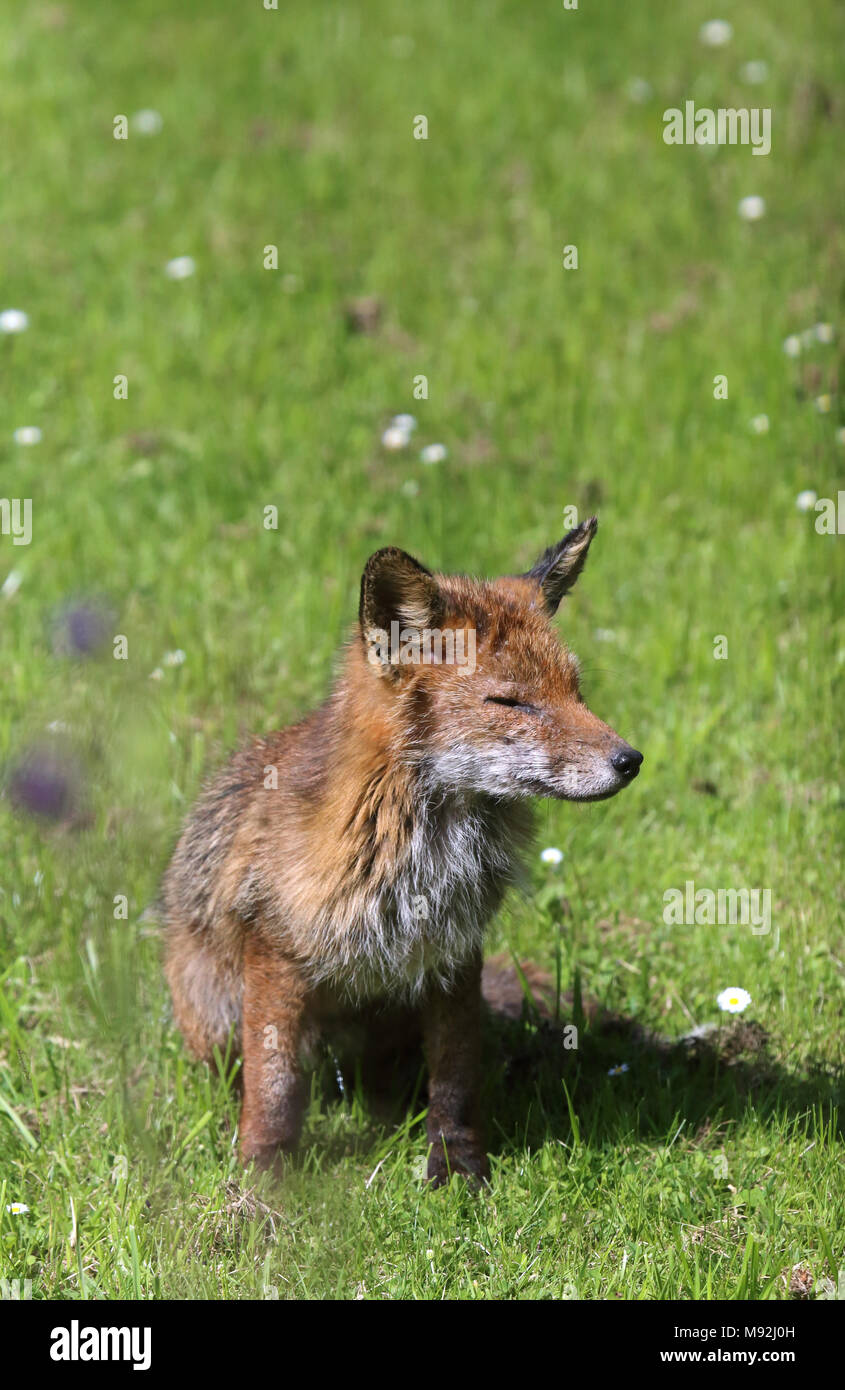 Male red fox (Vulpes vulpes) with severe mange, Leighton Buzzard, Bedfordshire, UK. Stock Photo