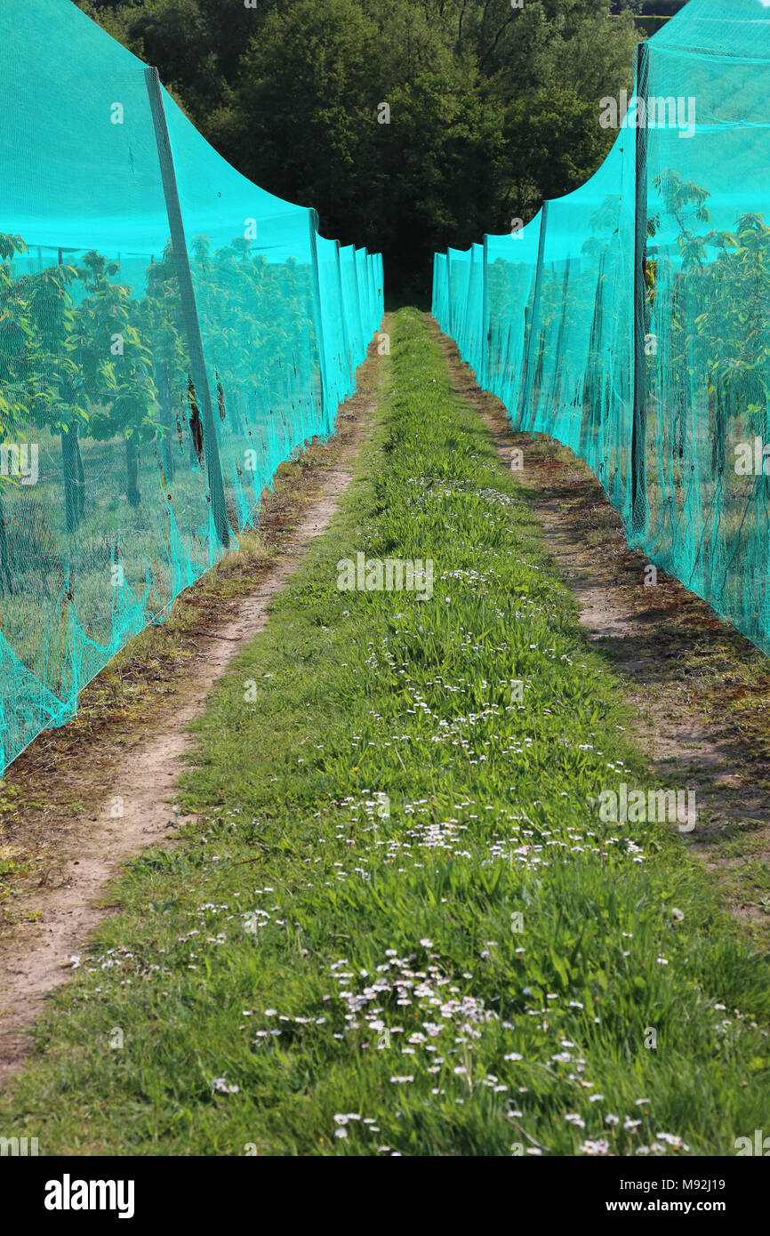 Plastic green netting surrounding cherry trees, Hernhill, Faversham