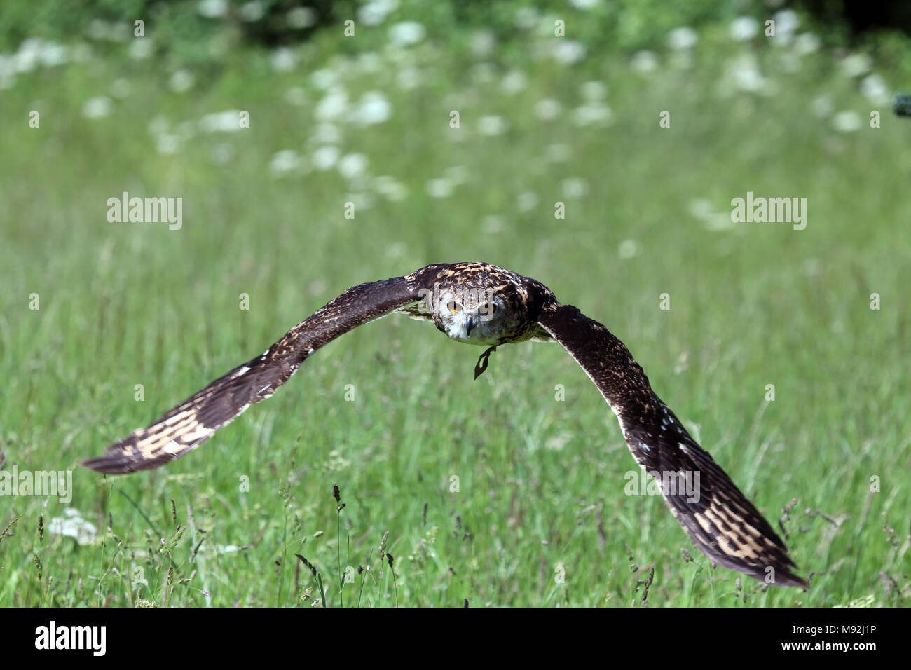 Captive spotted eagle-owl (Bubo africanus), Bedfordshire, UK. Stock Photo