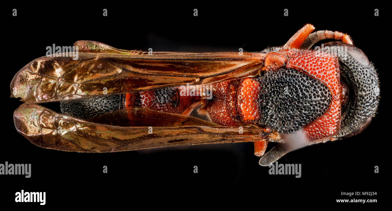 Leptochilus acolhuus, U, back1, Florida, Miami-Dade County Stock Photo