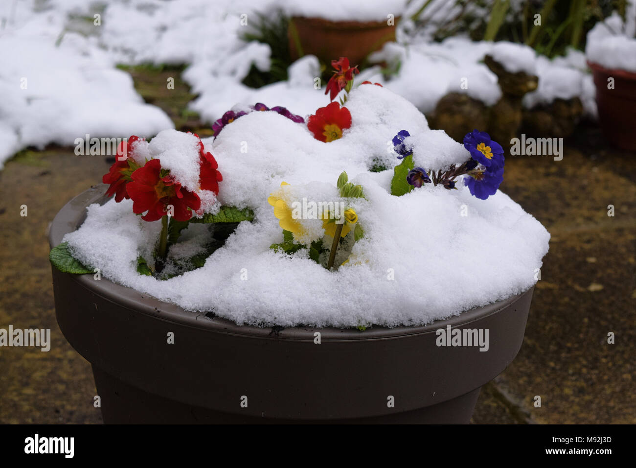 Snow on spring flowers in plant pot in garden setting Stock Photo