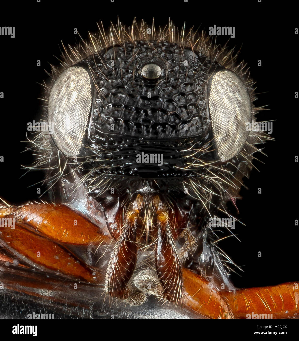 Wasp, U, face, Florida, Duval County Stock Photo