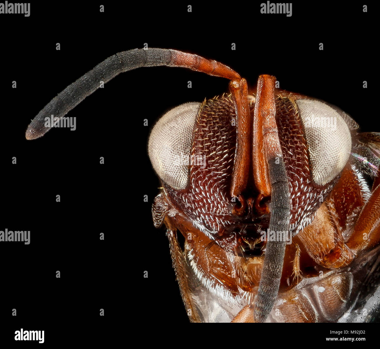 Wasp (2), U, face, Florida, Duval County Stock Photo