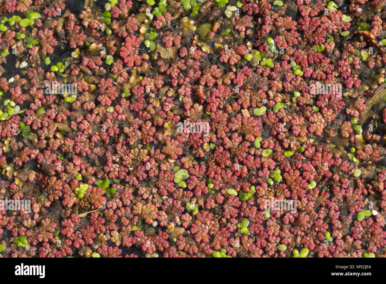 Azolla Filiculoides High Resolution Stock Photography and Images - Alamy