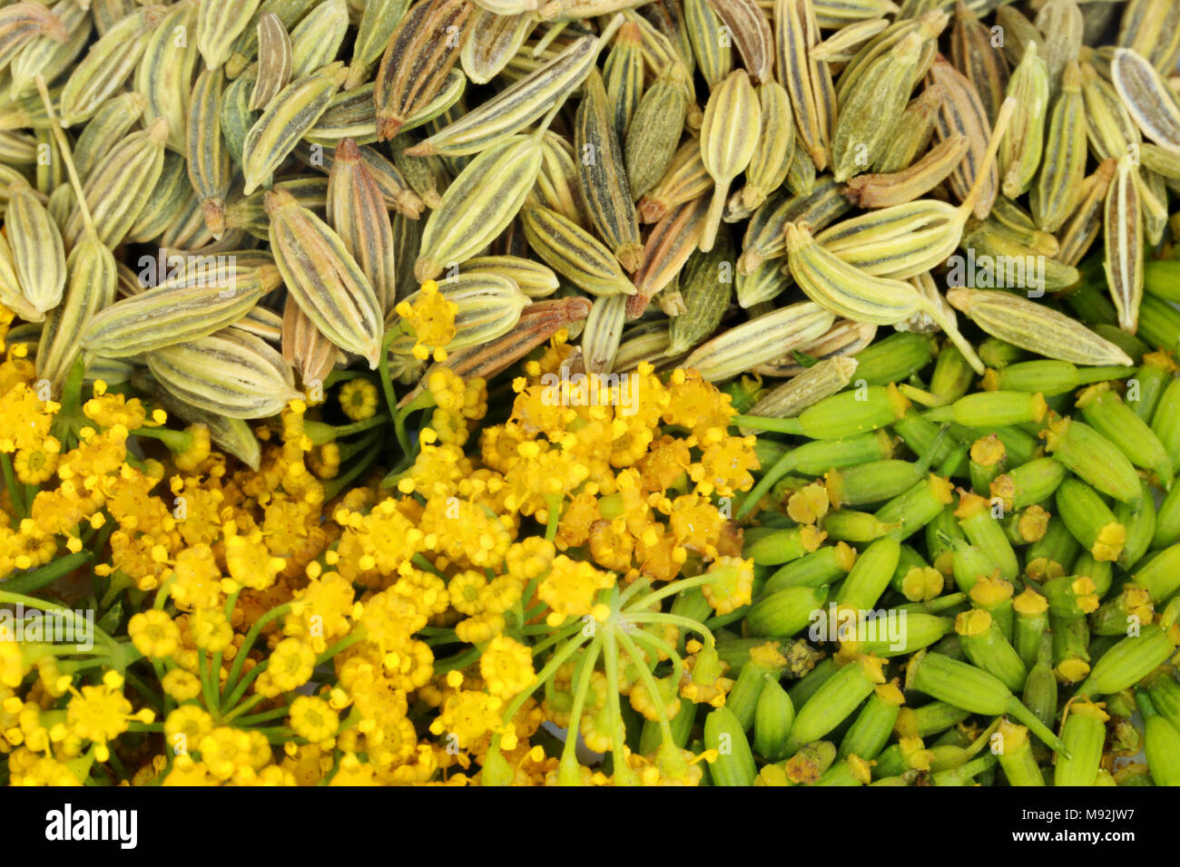 Green fennel seeds with flower as background Stock Photo Alamy