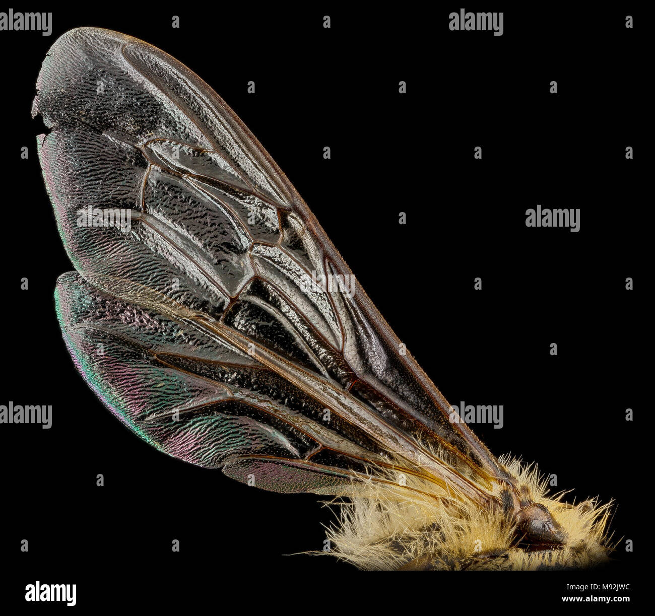 Apis mellifera, F, wing, MD, Beltsville Stock Photo - Alamy