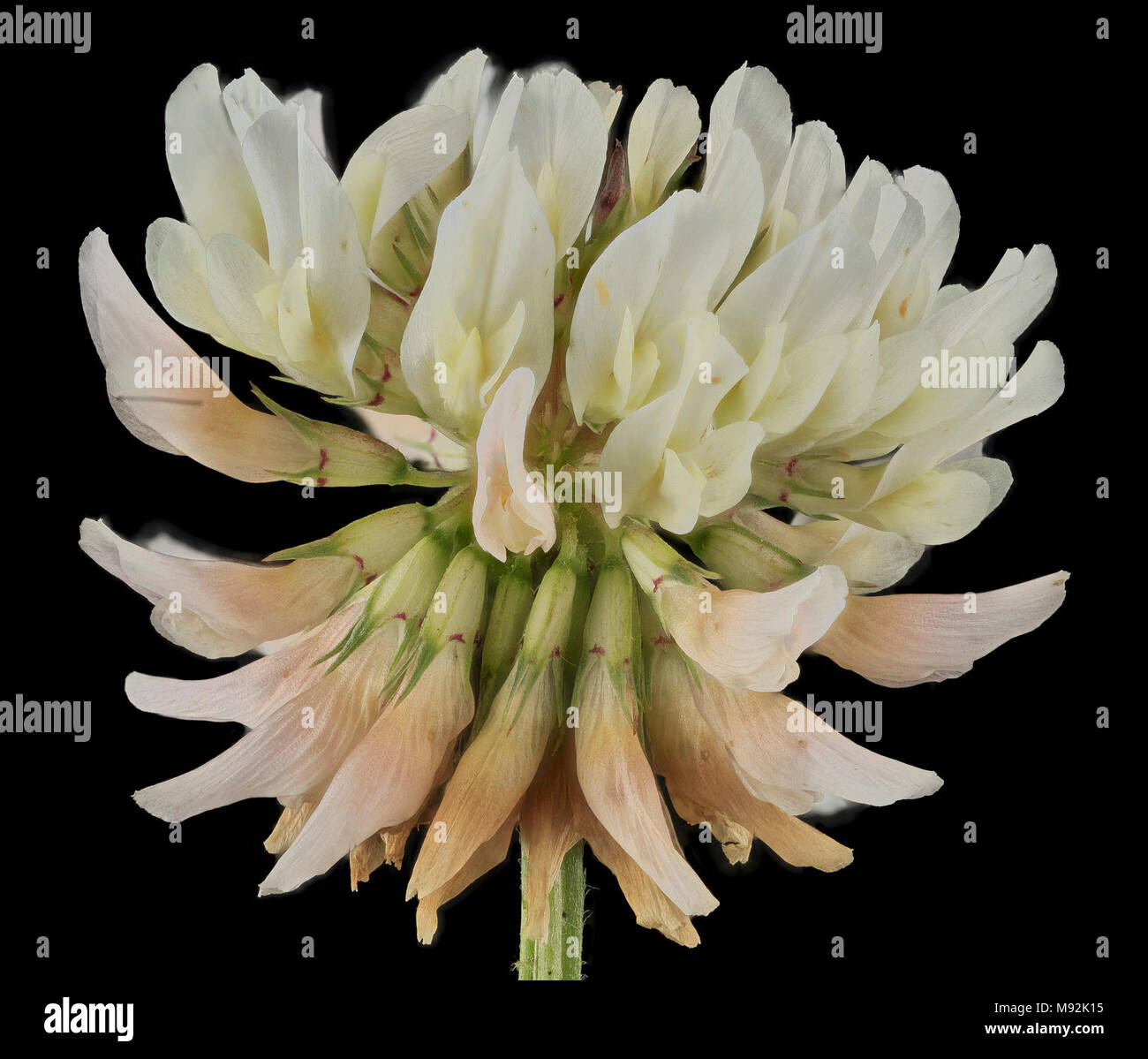white clover 2 Stock Photo - Alamy