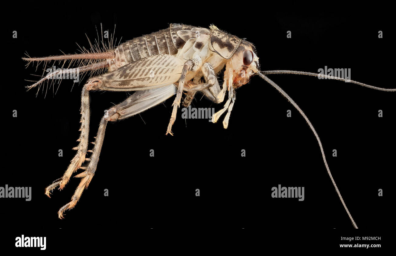 Japanese Burrowing Cricket, U, Side, Upper Marlboro Stock Photo Alamy
