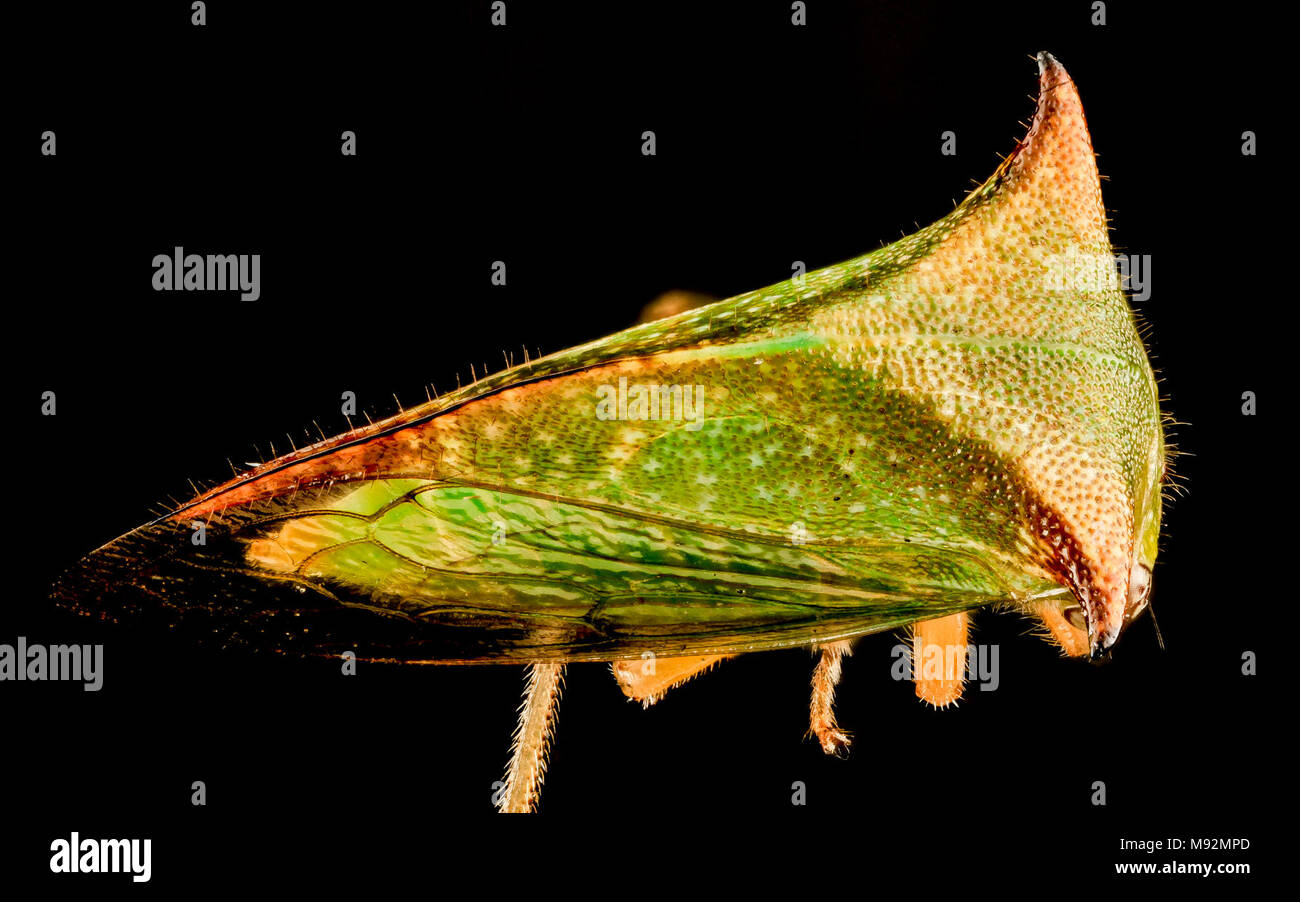 Buffalo treehopper hi-res stock photography and images - Alamy