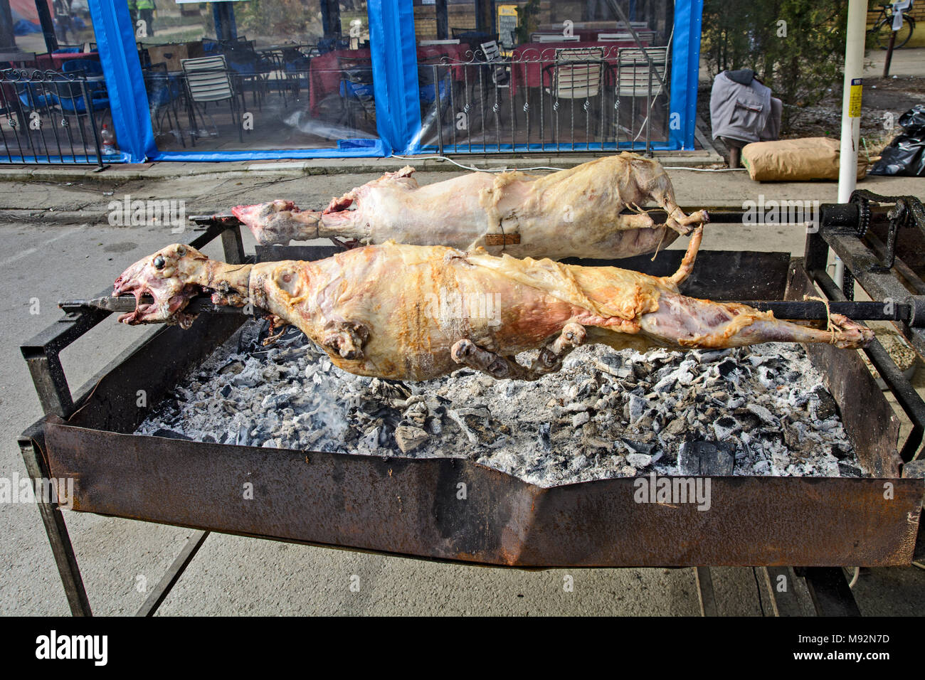 Sheep roasted in Serbia on a spit in a traditional way. Stock Photo