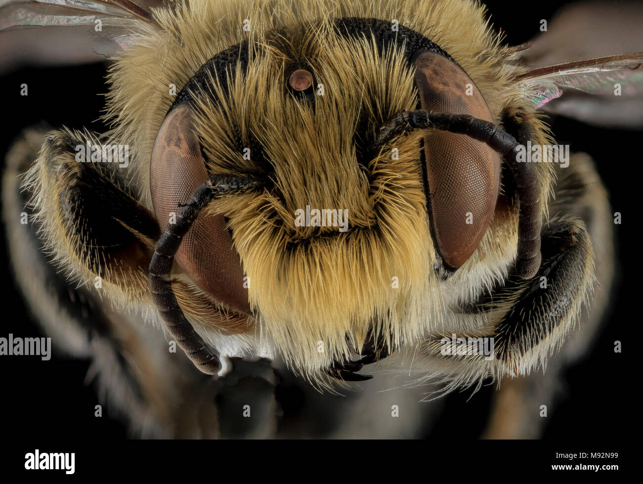 Megachile rubi,M,Face,NC,Moore County Stock Photo