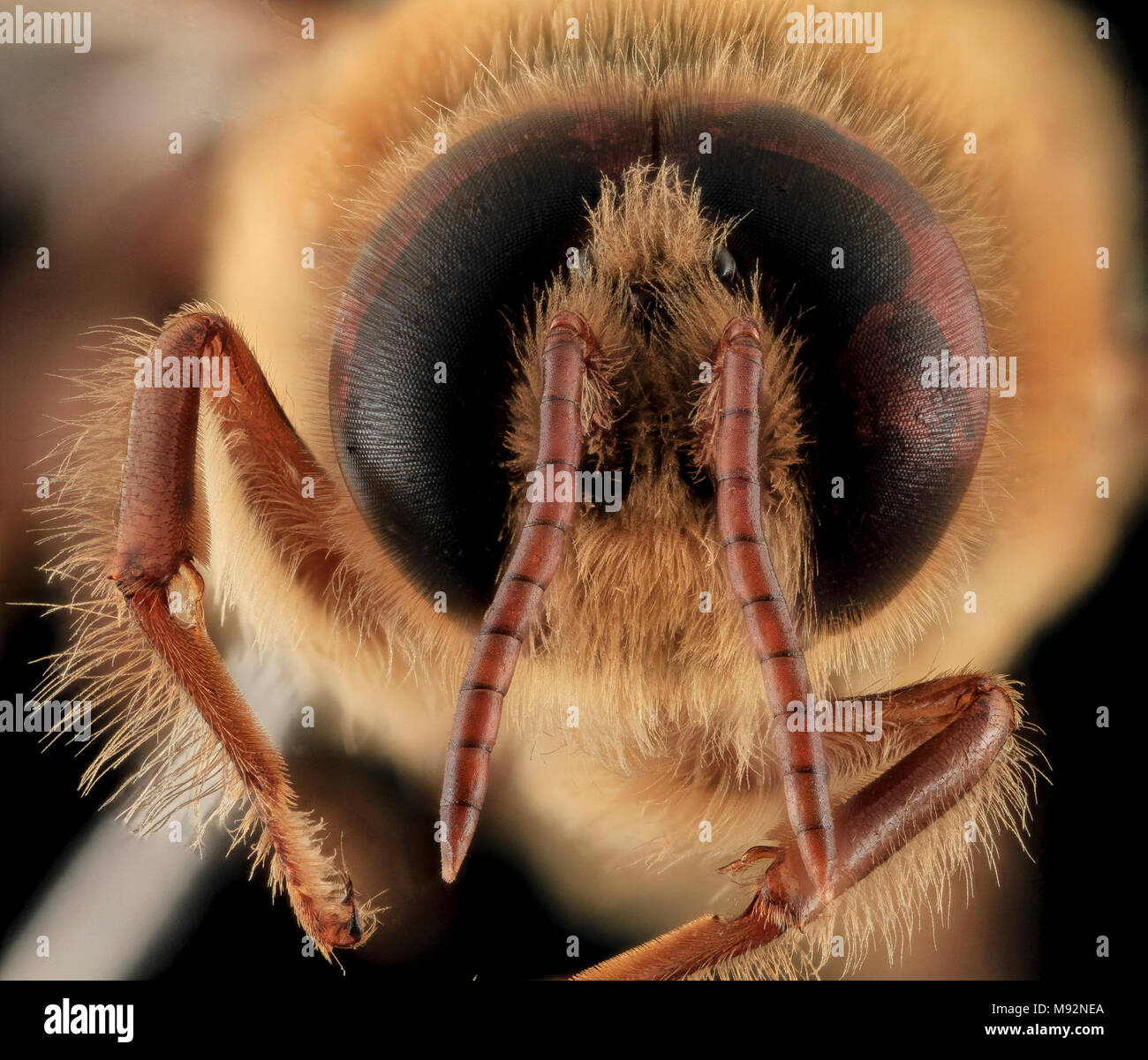 Honeybee drone apis mellifera hi-res stock photography and images - Alamy