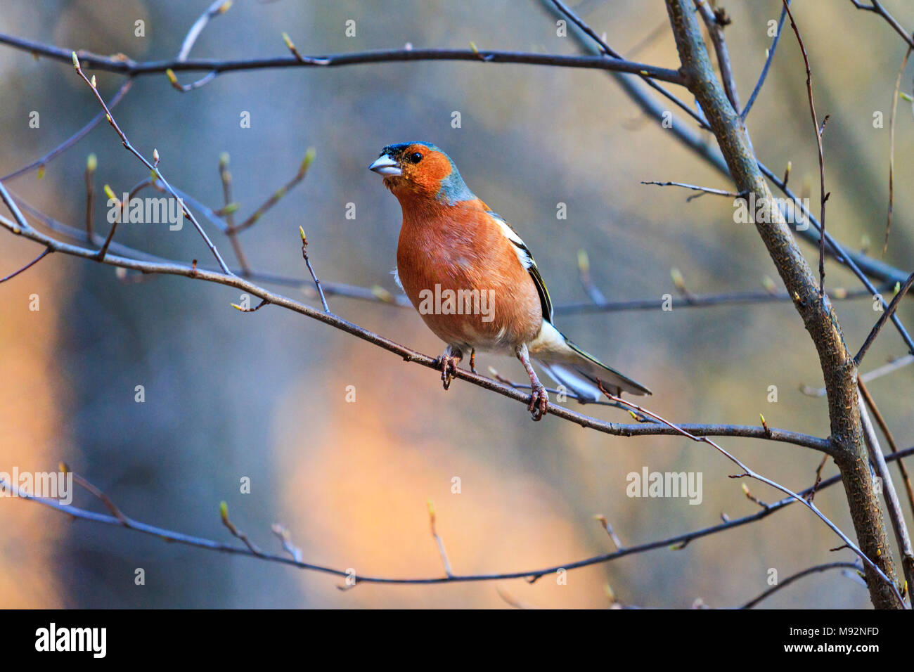 Finch spring hi-res stock photography and images - Alamy