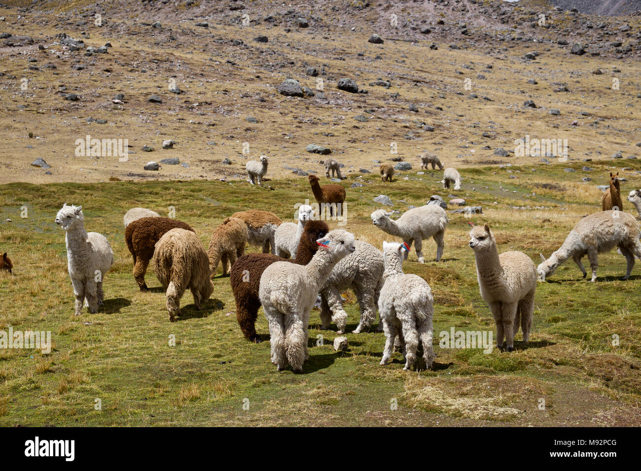 Blue ridge mountains animal hi-res stock photography and images - Alamy
