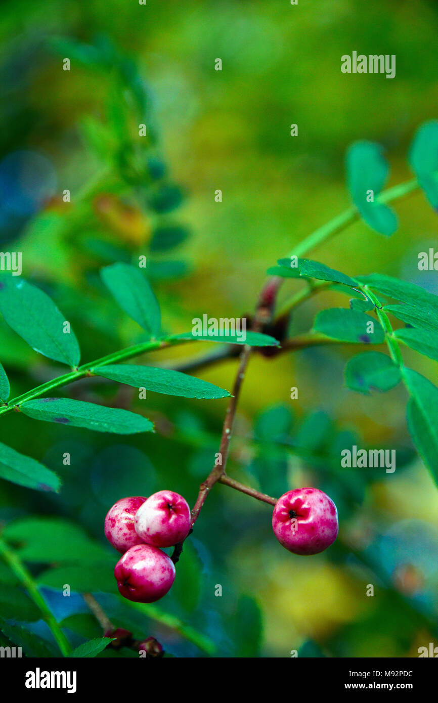 Autumn Plants, Grasses & Seedheads Stock Photo