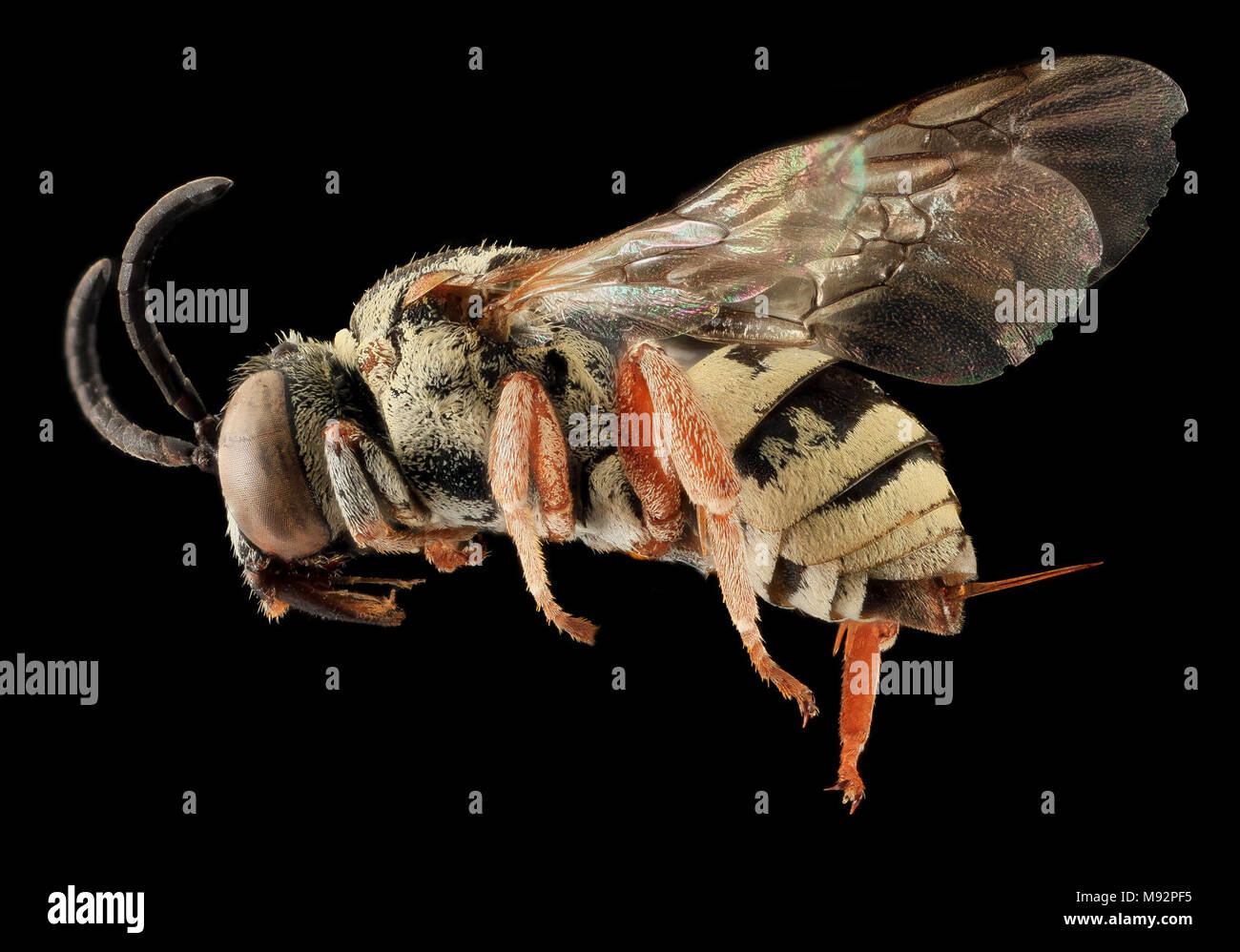 Epeolus minimus, F, LSide, Co, SD Stock Photo