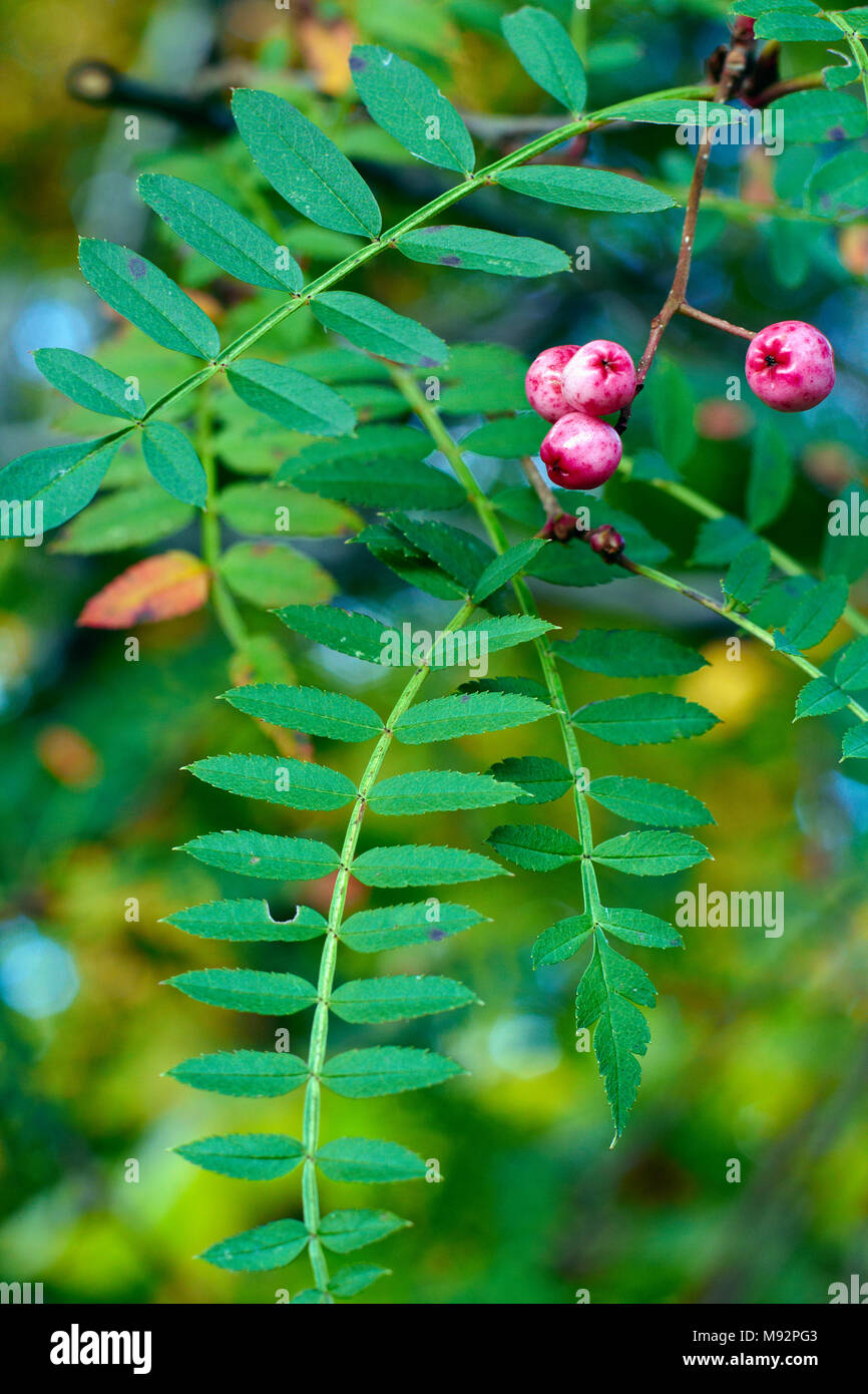 Autumn Plants, Grasses & Seedheads Stock Photo