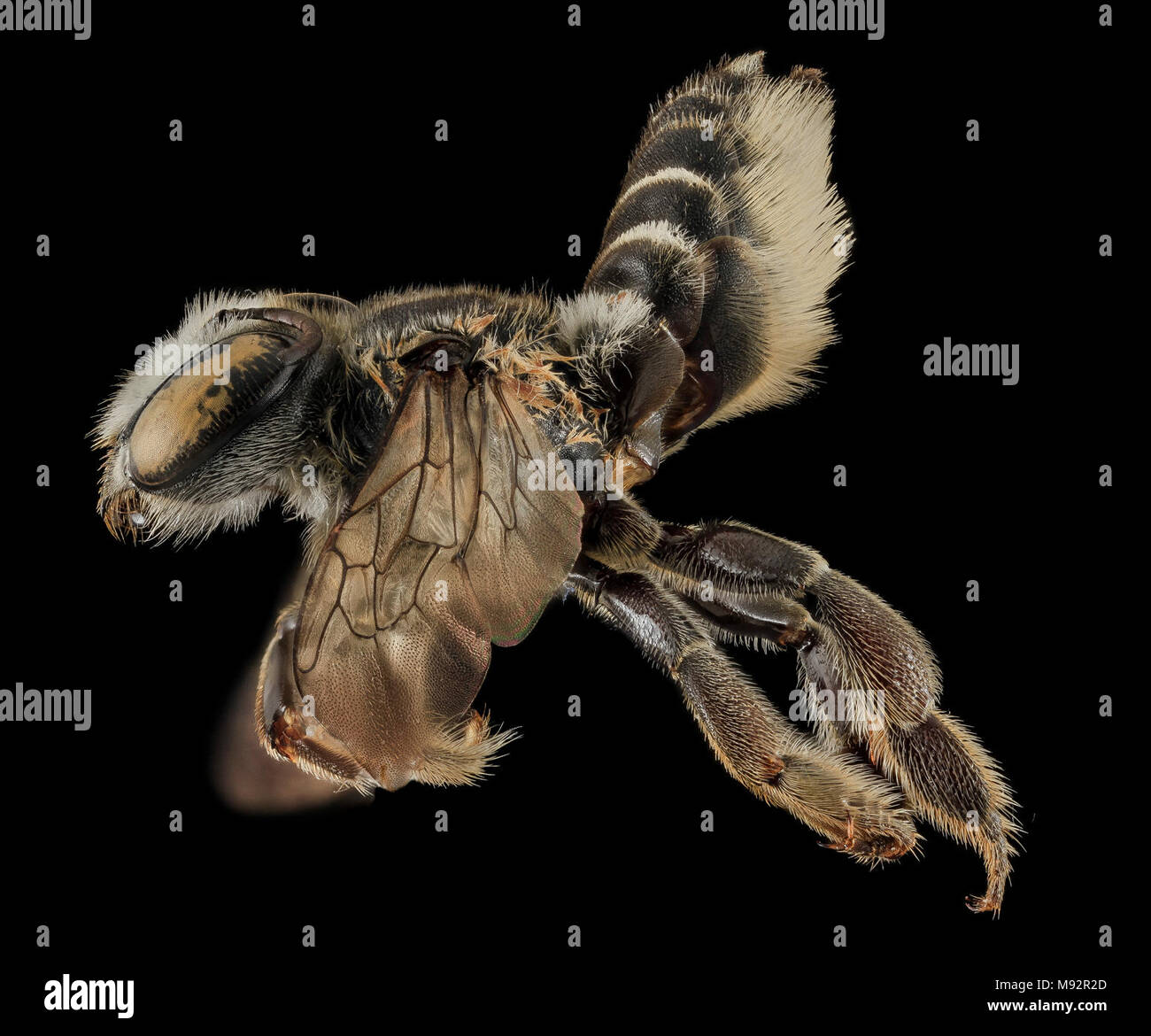 Megachile integrella, F, Side, NC, Moore County Stock Photo