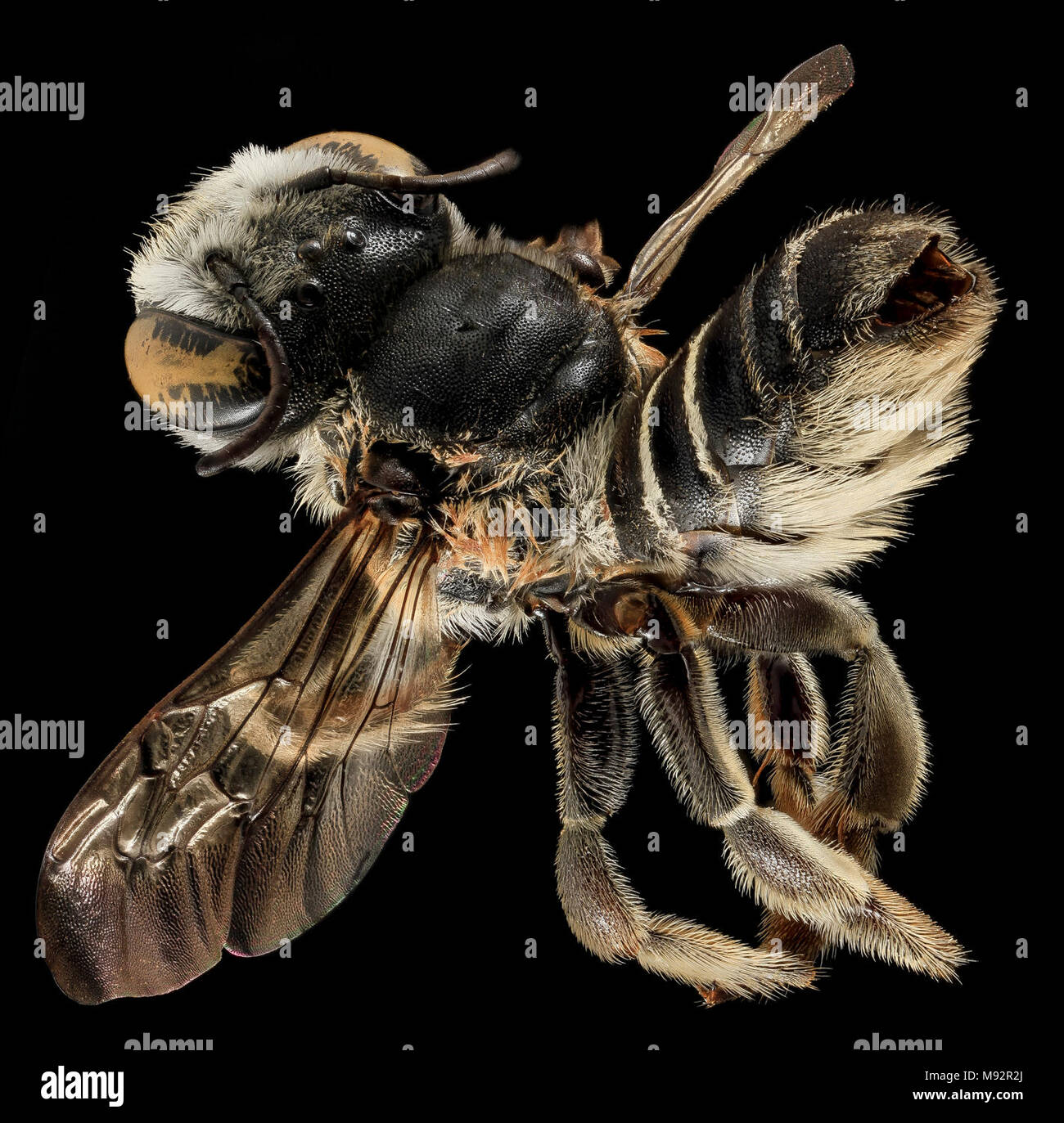 Megachile integrella, F, Back, NC, Moore County Stock Photo