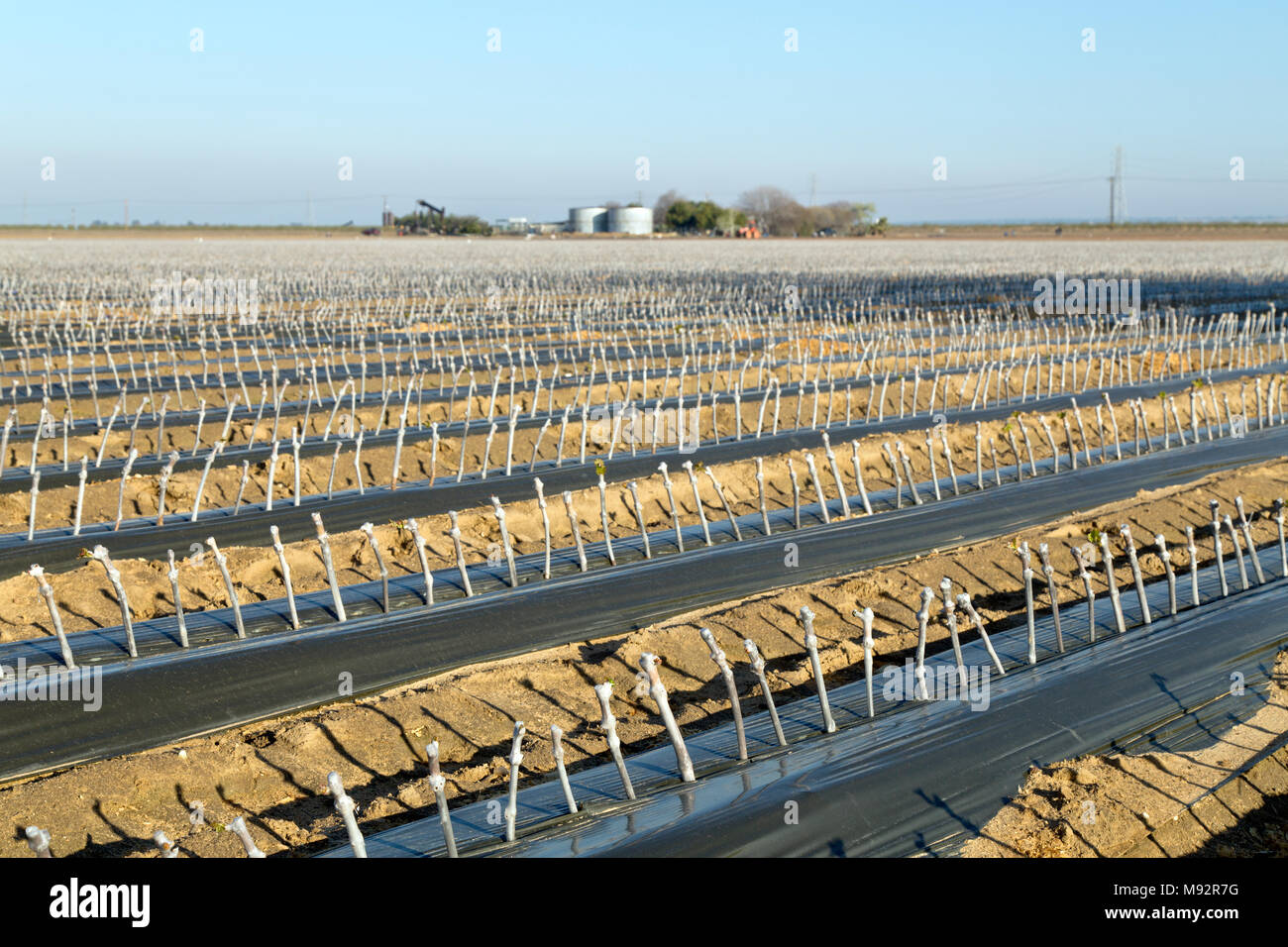 Rows of grafted & waxed grape cuttings planted in field. Stock Photo