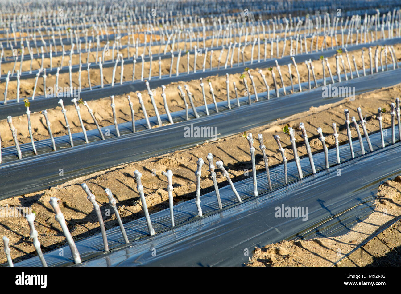 Rows of grafted & waxed grape cuttings planted in field. Stock Photo