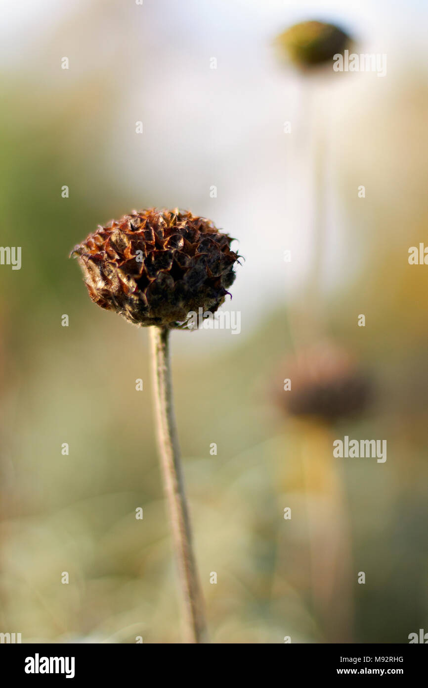 Autumn Plants, Grasses & Seedheads Stock Photo