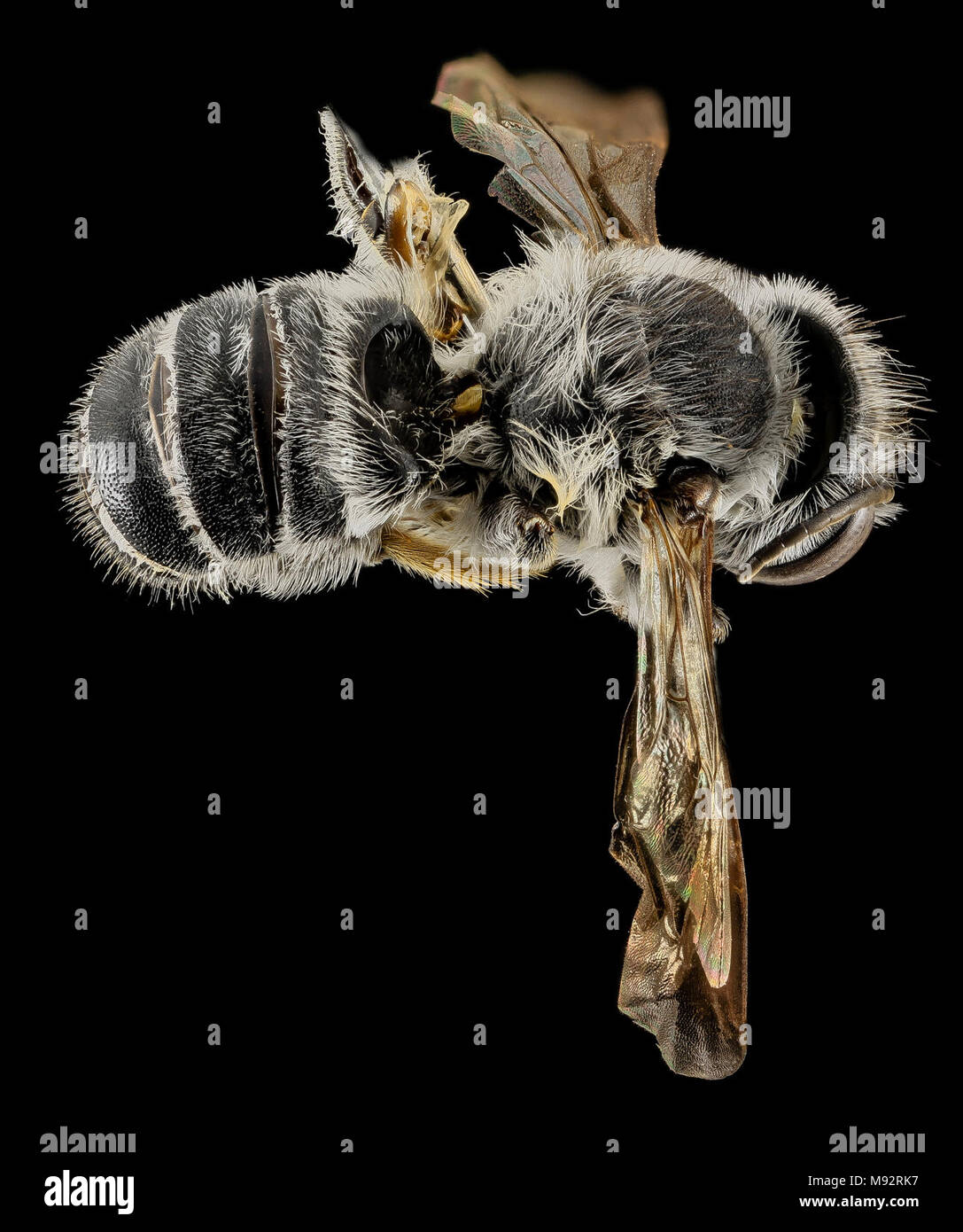 Megachile frugalis, M, Back, Pg County, MD Stock Photo