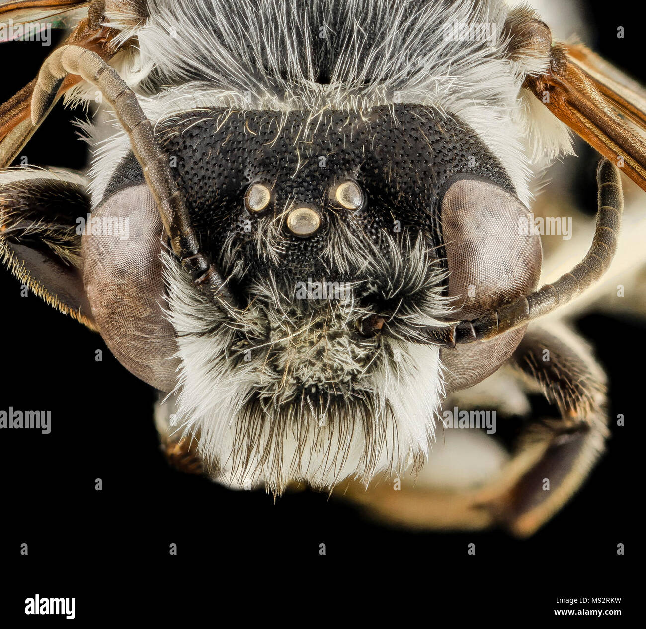Megachile frugalis, M, Face, Pg County, MD Stock Photo