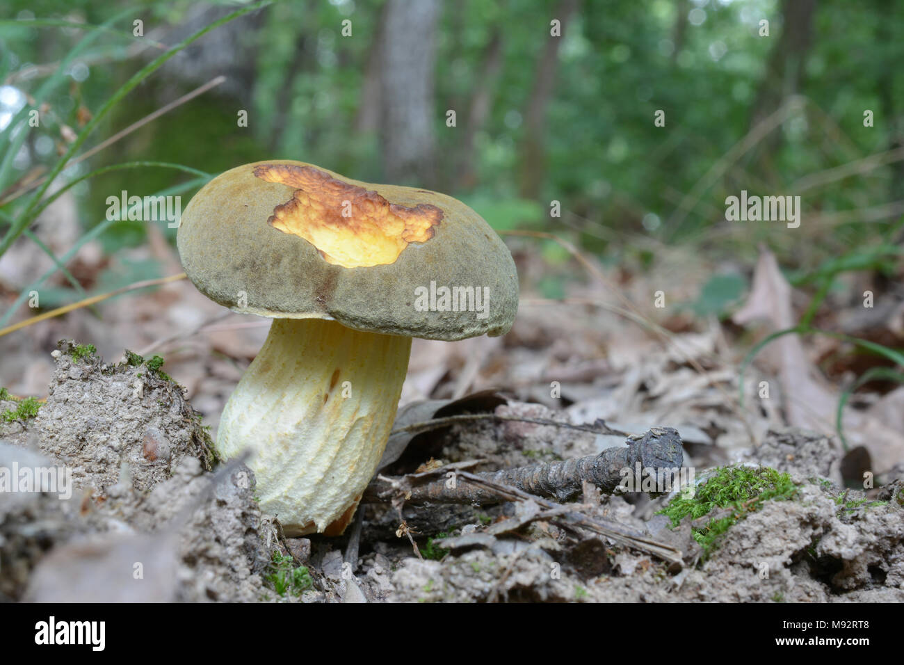 Xerocomus subtomentosus, commonly known as Suede bolete, Brown and yellow bolet, Boring brown bolete or Yellow-cracked bolete, wild edible mushroom in Stock Photo