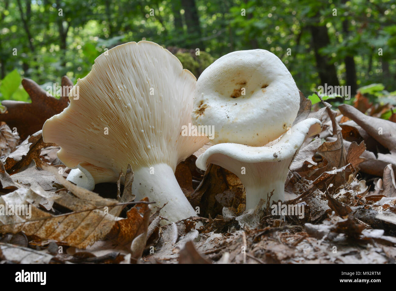Lactifluus piperatus or Lactarius piperatus, commonly known as the Peppery milk-cap, semi-edible  wild mushroom in natural habitat; despite being edib Stock Photo