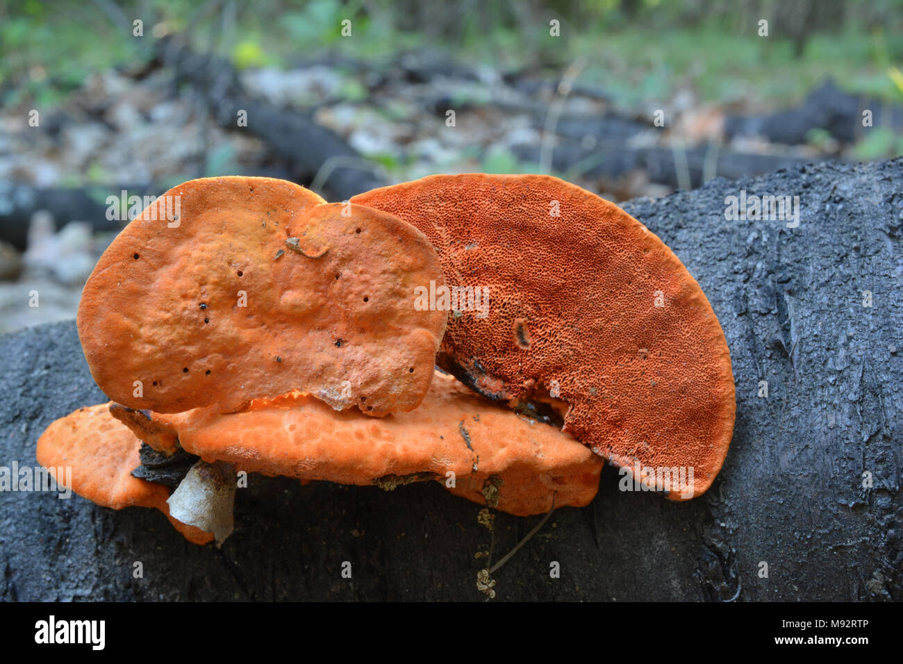 Pycnoporus cinnabarinus, also known as the Cinnabar polypore mushroom, saprophytic, white-rot decomposerin a forest on a rotten stump Stock Photo