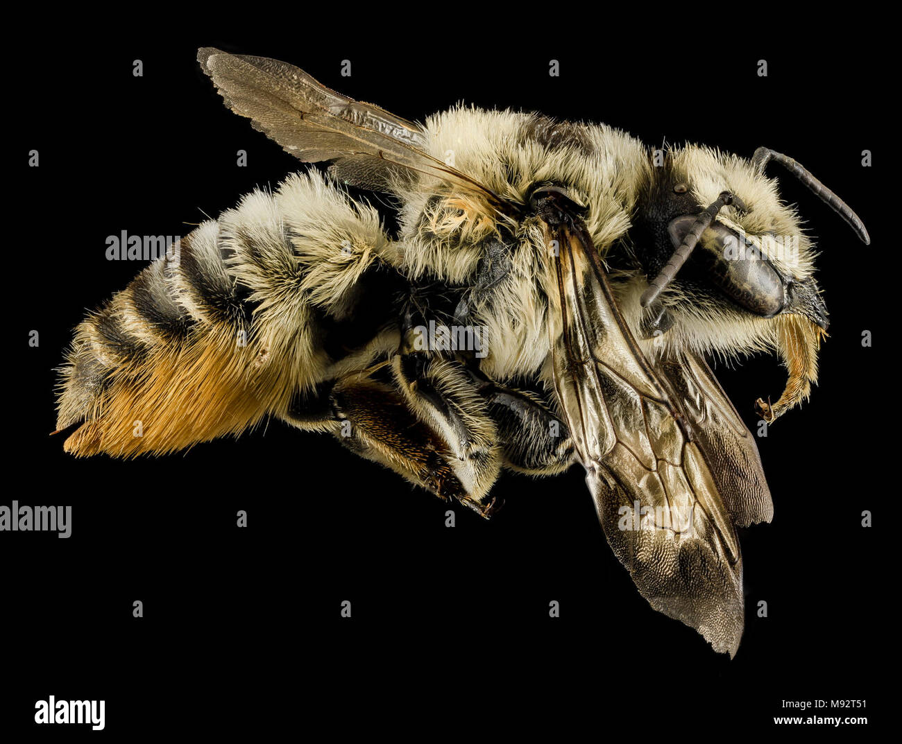 Megachile latimanus, F, Side, MI, Alger county Stock Photo