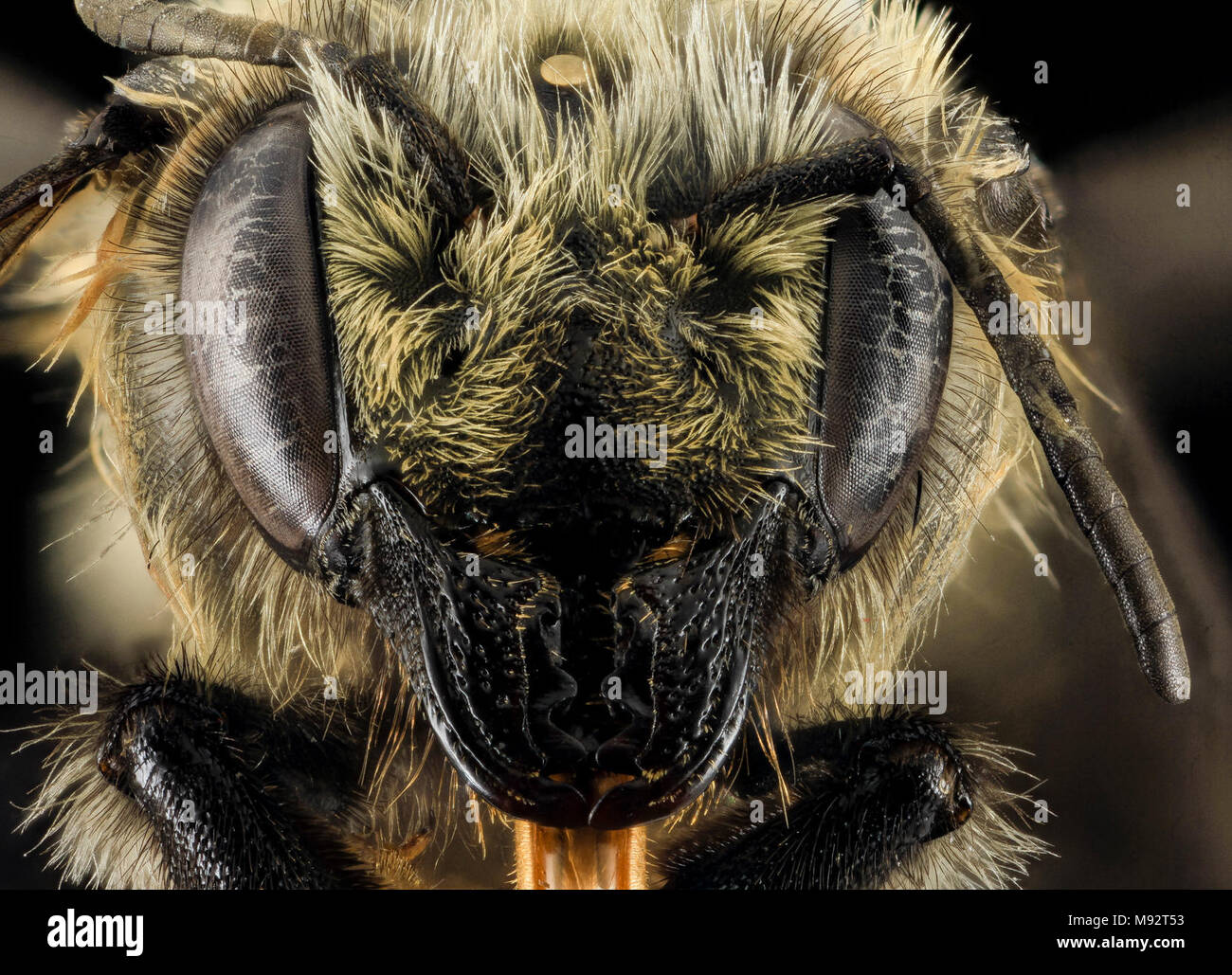 Megachile melanophaea ,F,Face,MI, Alger County Stock Photo