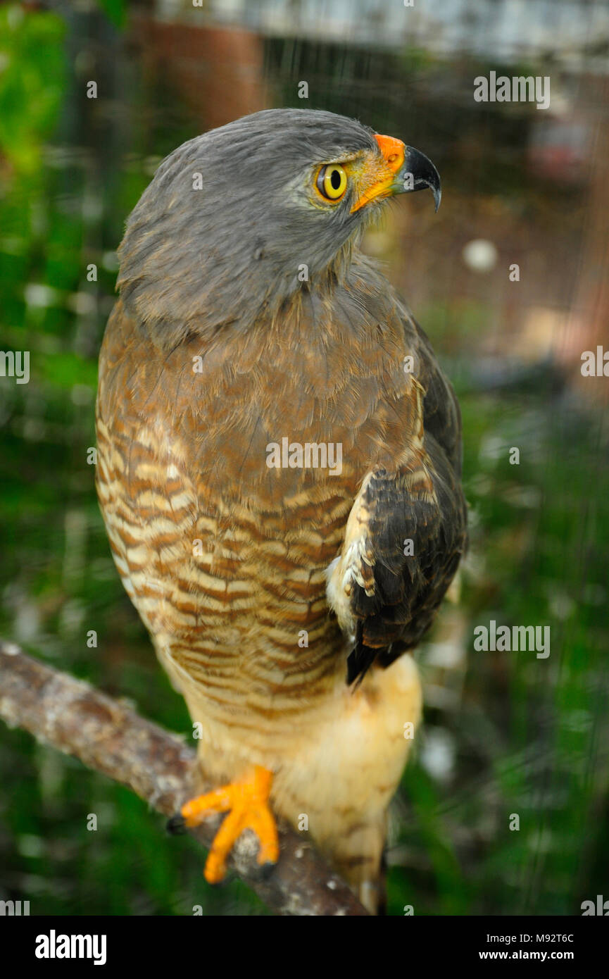 A Road-side Hawk perched at the Toucan Rescue Ranch, a wildlife rescue facility in San Isidro de Heredia, Costa Rica. Stock Photo