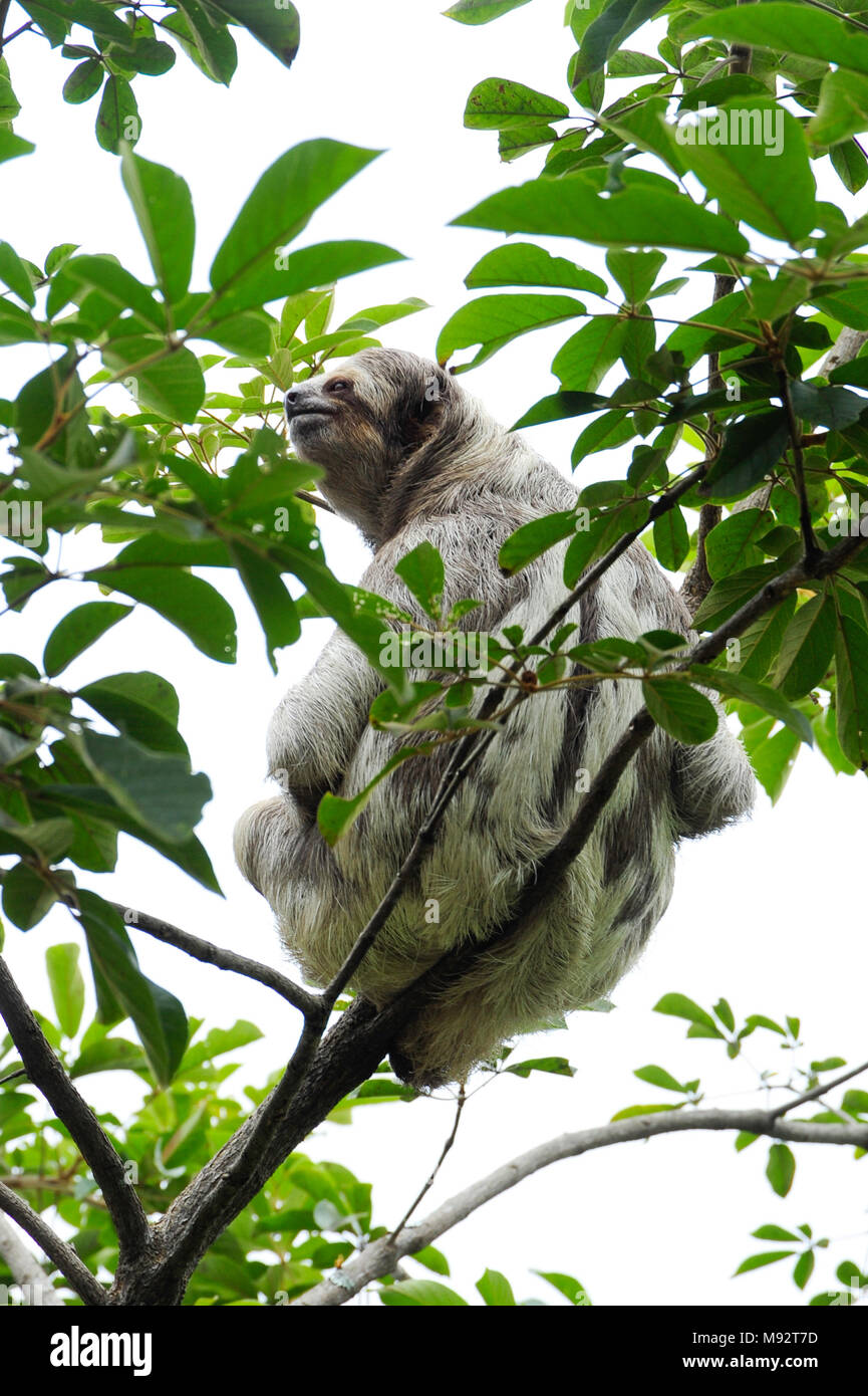 Bella, a three-toed sloth, climbs a tree in the Toucan Rescue Ranch, a wildlife rescue facility in San Isidro de Heredia, Costa Rica. Stock Photo