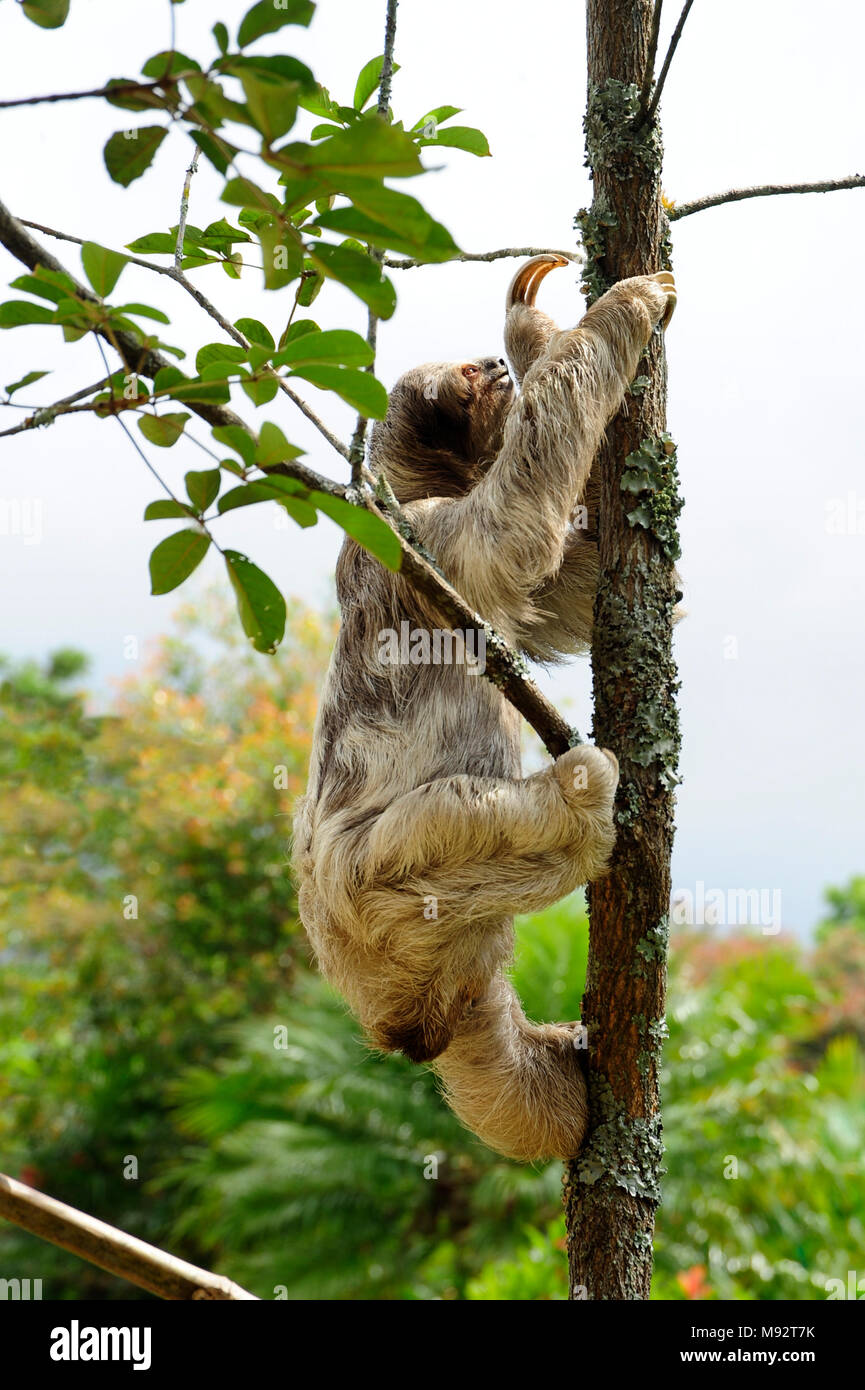 Bella, a three-toed sloth, climbs a tree in the Toucan Rescue Ranch, a wildlife rescue facility in San Isidro de Heredia, Costa Rica. Stock Photo
