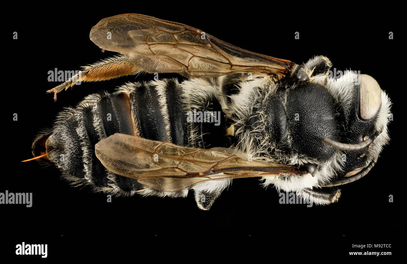 Megachile addenda, F, Back, NJ, Monmouth County Stock Photo