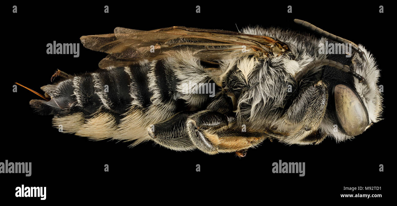 Megachile addenda, F, Side, NJ, Monmouth County Stock Photo