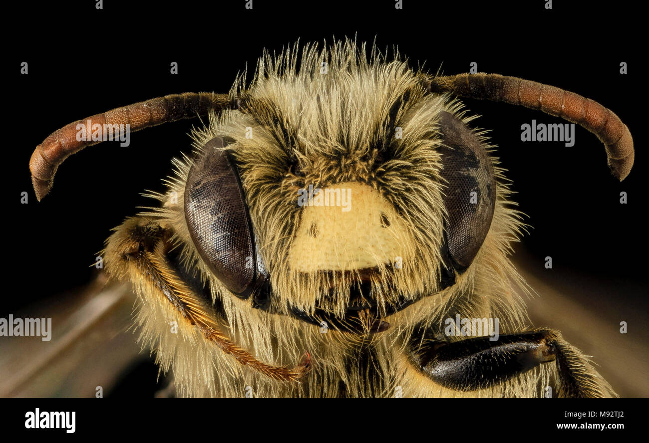 Andrena gardineri, M, Face, OH, Washington County Stock Photo