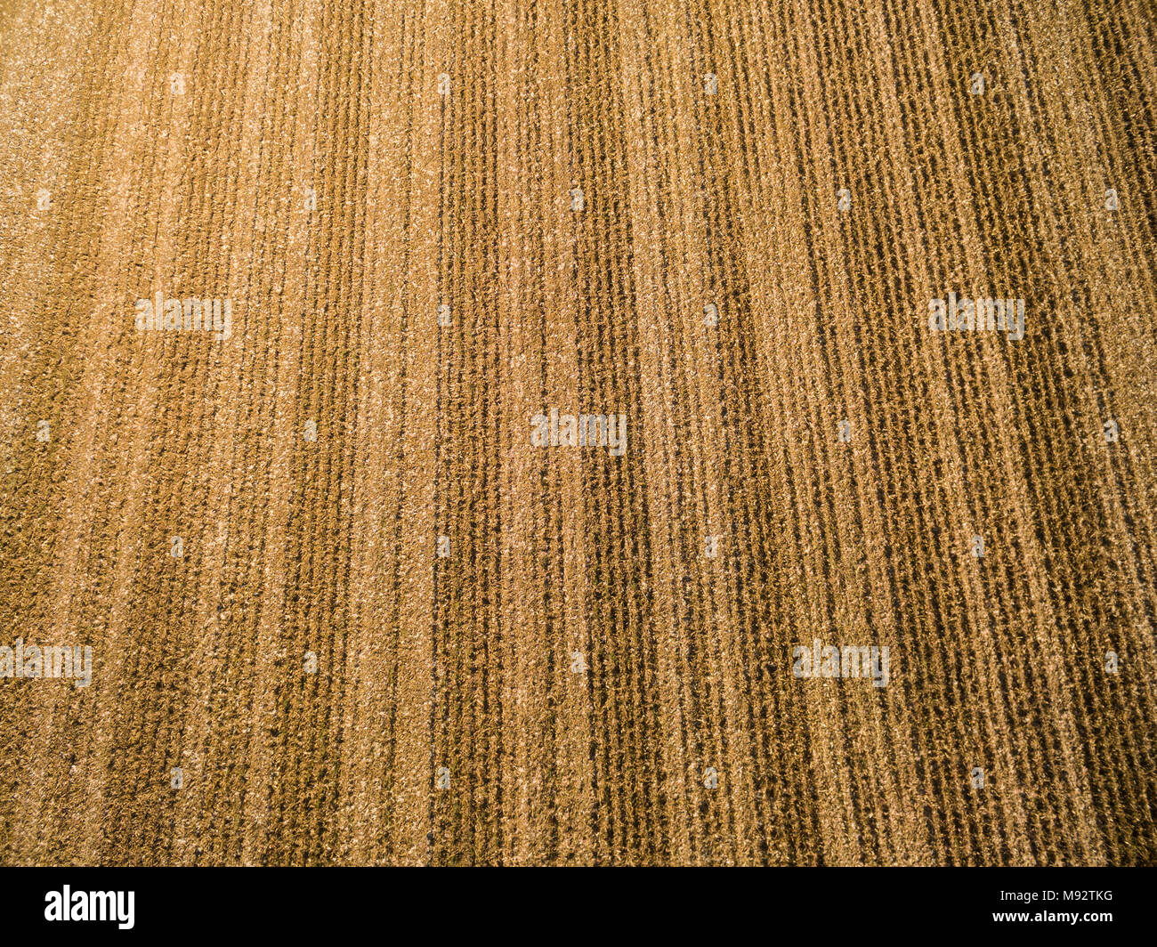 63801-08706 Field of corn after being harvested- aerial - Marion Co. IL Stock Photo