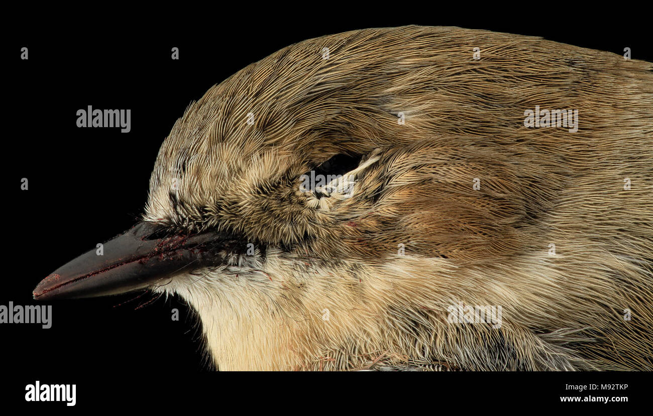 myrtle warbler, face, dc Stock Photo - Alamy