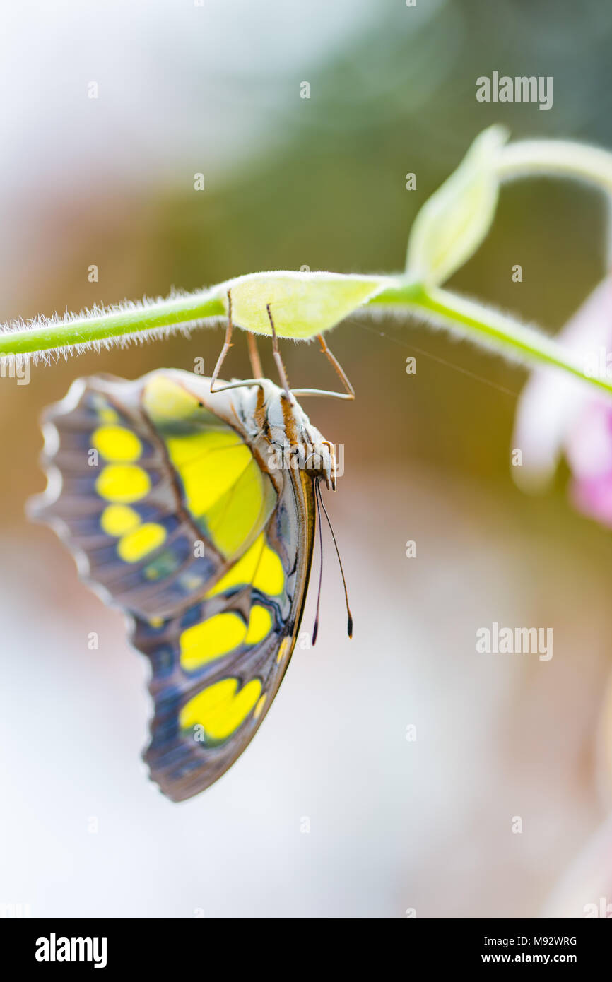 Malachite butterfly hanging upside down from a plant with a pink flower Stock Photo