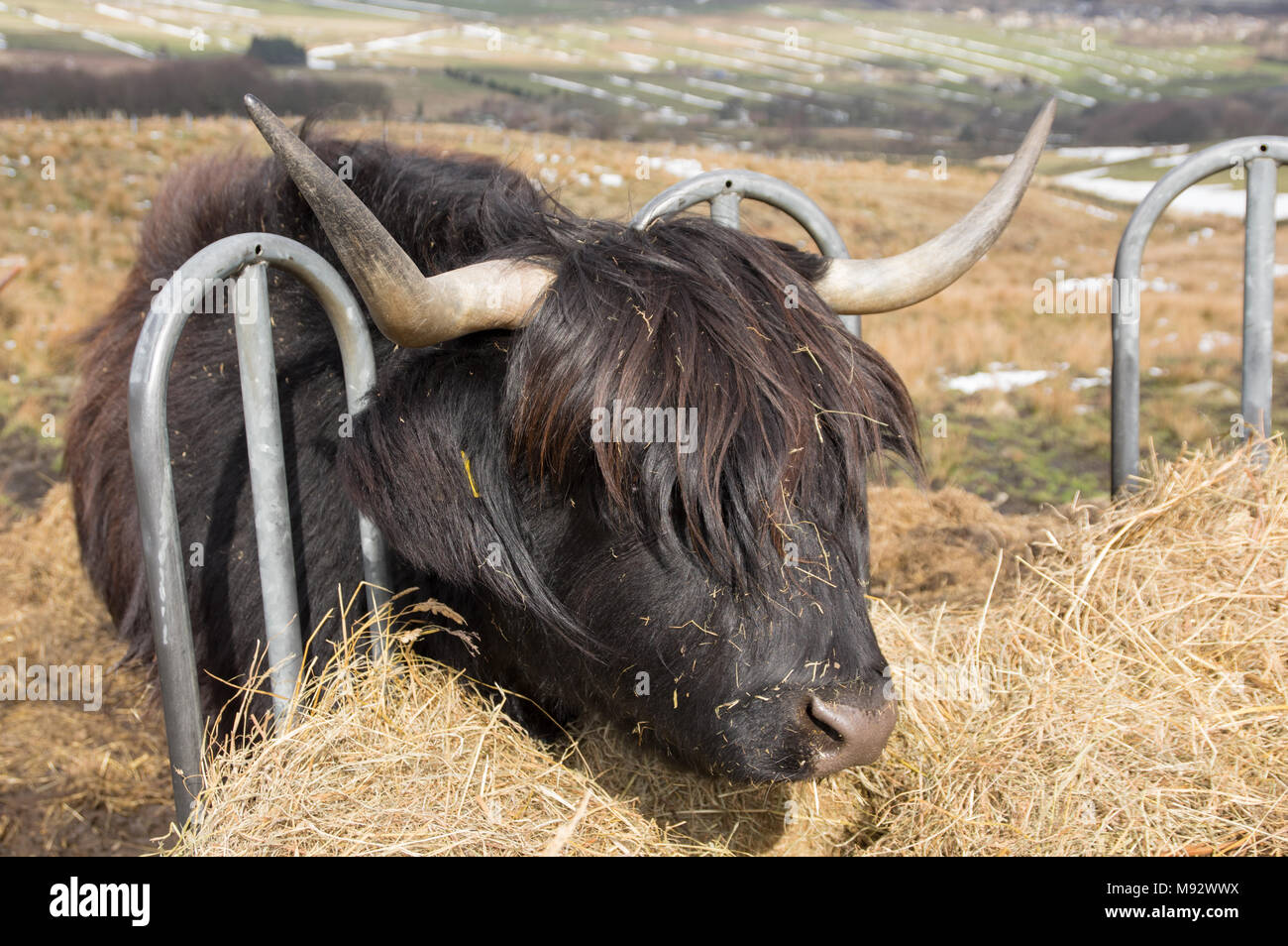 Cattle Feeder Stock Photos Cattle Feeder Stock Images Alamy